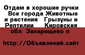 Отдам в хорошие ручки - Все города Животные и растения » Грызуны и Рептилии   . Кировская обл.,Захарищево п.